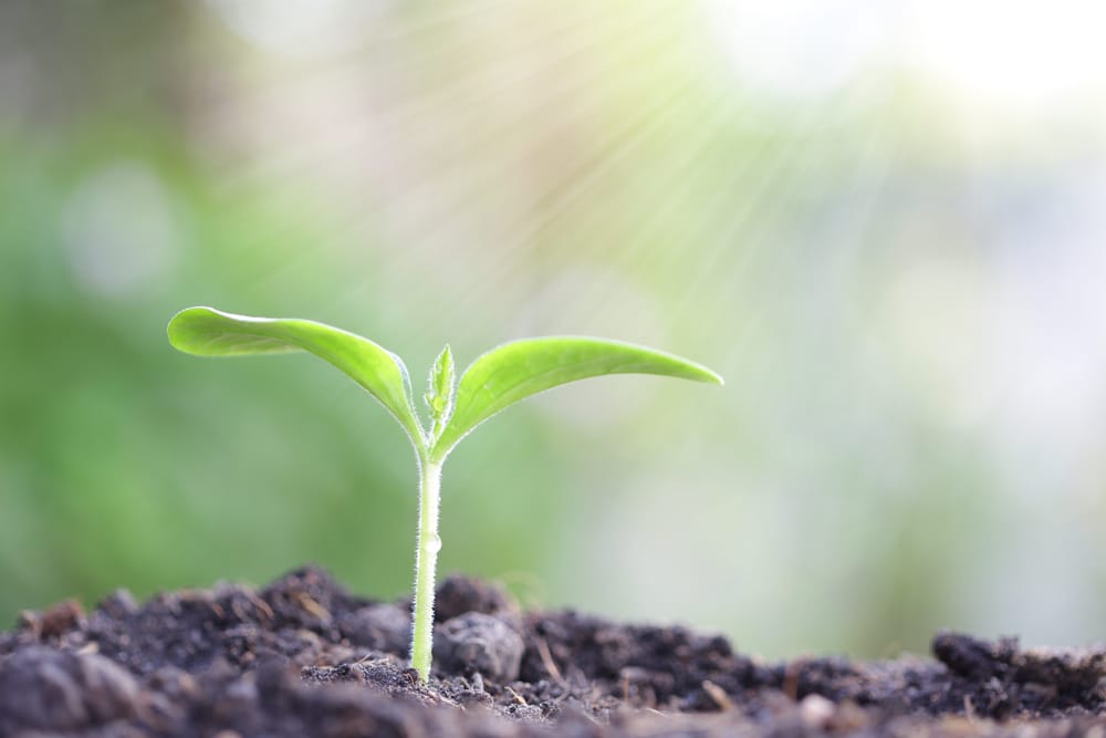 Seed - Eating Disorder Treatment