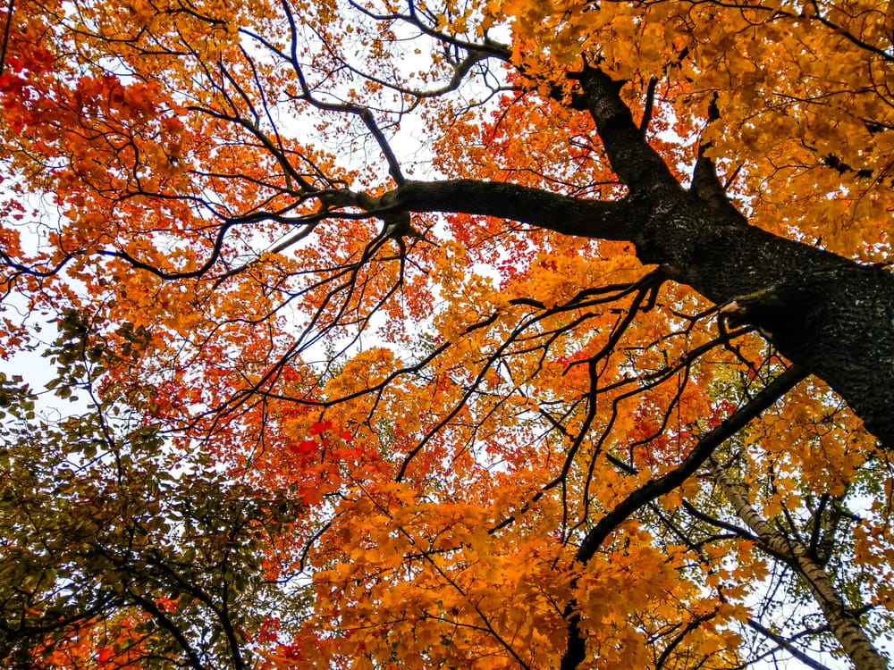 Branches