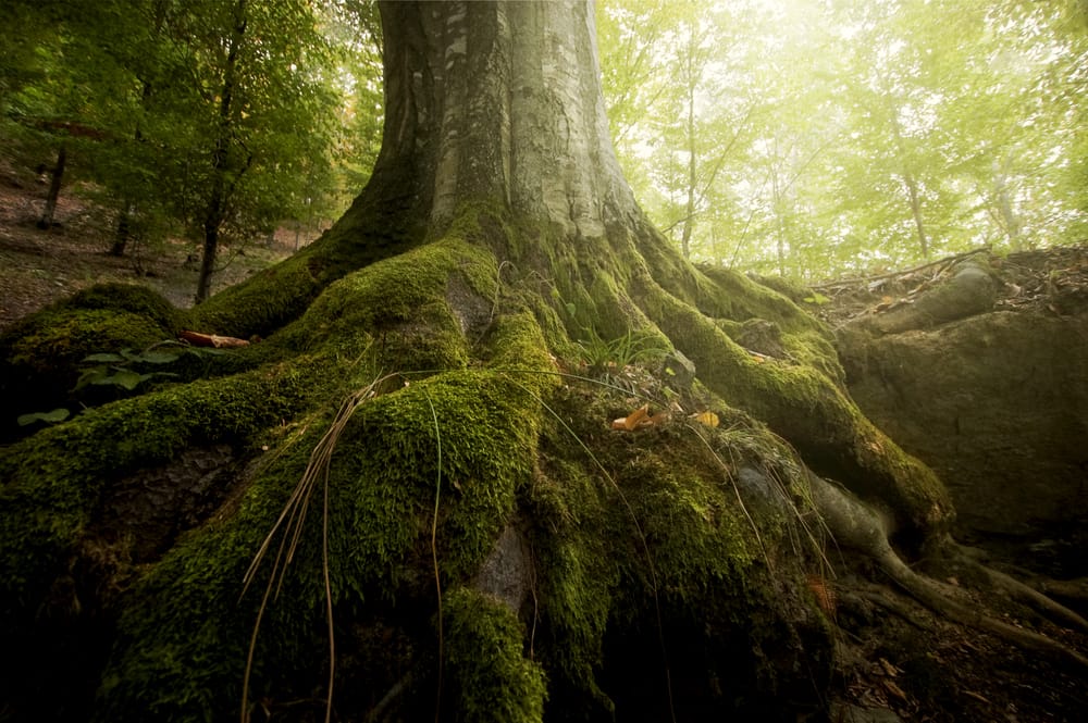 Roots