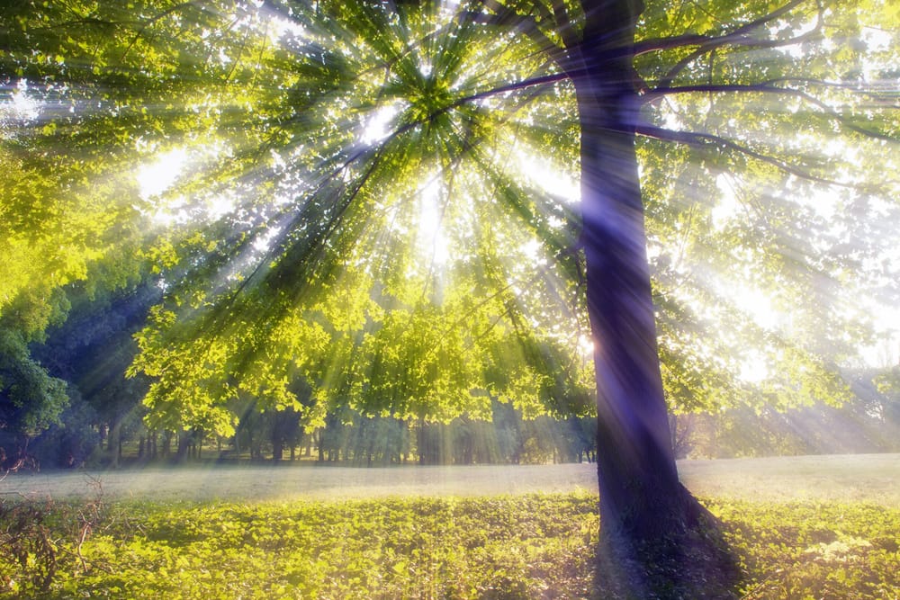 Root Chakra - Eating Disorder Treatment