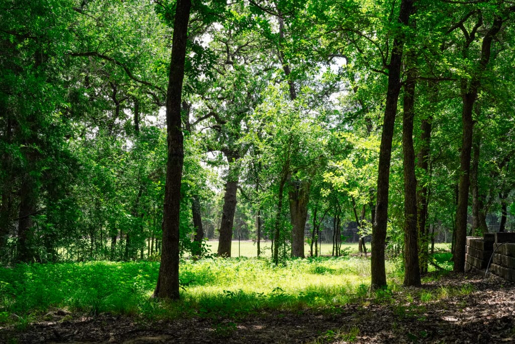 Forest Outside Eating Disorder Solutions